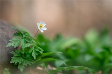 Die über dem Bärlauch thront