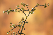 Ode an den Frühling