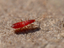 Ein wichtiger Nützling