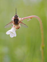 Noch n' Wolli aus der Retorte