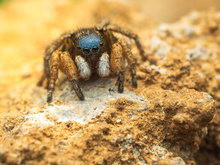 Aelurillus v-insignitus