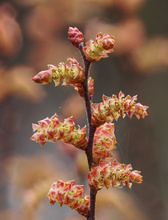 Gagelstrauch - Rote Liste 3