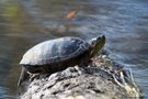 Wasserschildkröte nimmt ein Sonnenbad