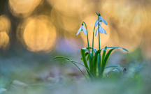 Frühlingsglöckchen