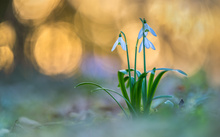 Frühlingsglöckchen