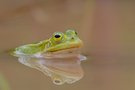 Kleiner Wasserfrosch