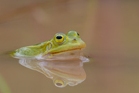 Kleiner Wasserfrosch