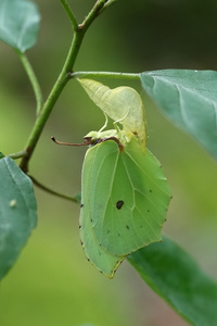 Schlupf verpasst :-(