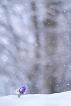 The last man standing