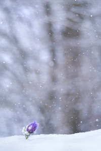 The last man standing