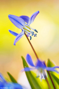 Blaustern - das erste Blau im Frühling