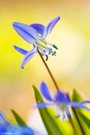 Blaustern - das erste Blau im Frühling