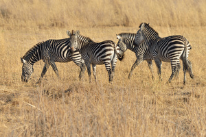 Steppenzebras
