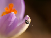 extreme Spezialisierung, präzises Timing, versteckte Entwicklung