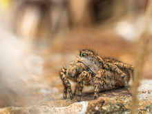 Aelurillus v-insignitus ♀