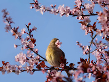 Grünfinken mögen auch Vitamine
