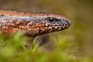 Blindschleiche (Anguis fragilis)