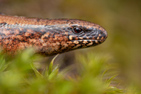 Blindschleiche (Anguis fragilis)