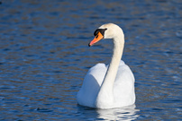 Höckerschwan am Morgen
