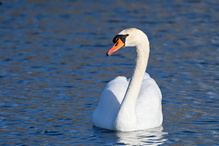 Höckerschwan am Morgen