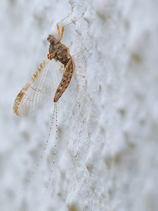 Fliegenhaft (Cloeon dipterum)