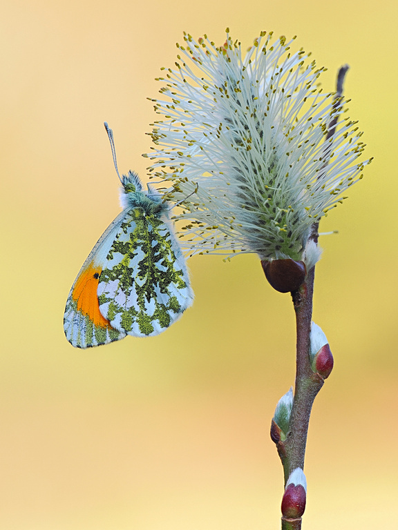 Aurora auf Weidenkätzchen