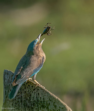 Fliegender Skorpion?