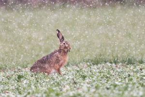 Feldhase....