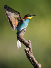 Bienenfresser Portrait