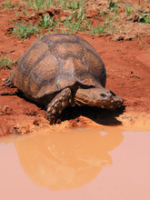 Wer ist die Schönste im  Addo-Land?