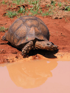 Wer ist die Schönste im  Addo-Land?