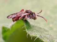 Nomada pleurosticta (Weibchen)