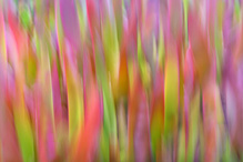 " Feuerwerk " der Farben ...,