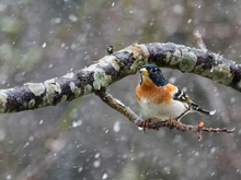 Bergfinken lieben den Schnee