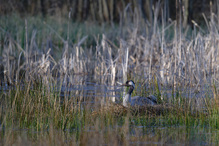 Heimlich, still und leise ...