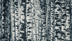 ...den Wald vor lauter Birken nicht...