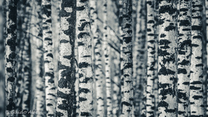 ...den Wald vor lauter Birken nicht...