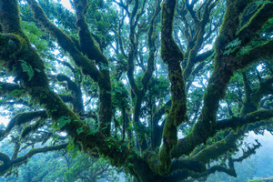 Blaue Stunde im Lorbeerwald