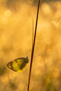 Geglitzer am frühen Morgen
