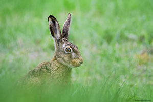Hase im Gras