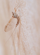 Fliegenhaft (2) (Cloeon dipterum)