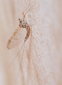 Fliegenhaft (2) (Cloeon dipterum)