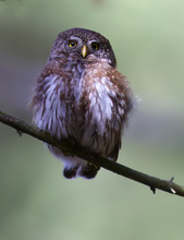 Ungezählte Stunden habe ich die vergangenen drei Wochen