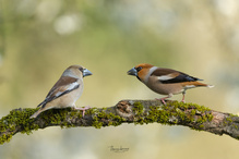 Der König und seine Königin