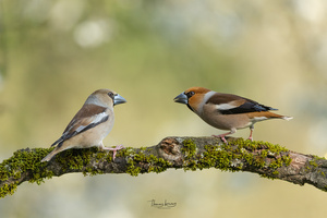 Der König und seine Königin