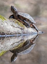 Eine Rotwangen-Schildkröre.