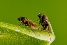 Biologische Feuerameisenbekämpfung