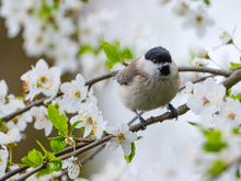 Sumpfmeise unter Frühlingsblüten