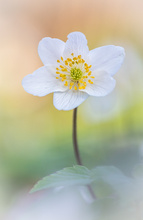 Miss Buschwindröschen 2026