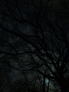 Uhu-Wald im Mondlicht 2026